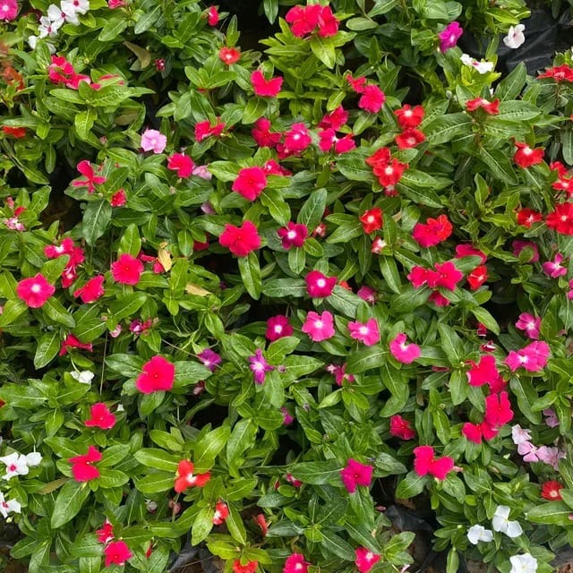 Set of 3 Vinca Sadabahar Periwinkle (Any colour) in 4 Inch Nursery Bag