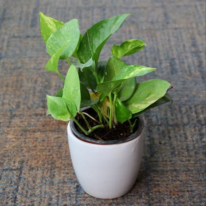 Buy Green Money Plant in 4 Inch Classic White Ceramic Planter Online | Urvann.com