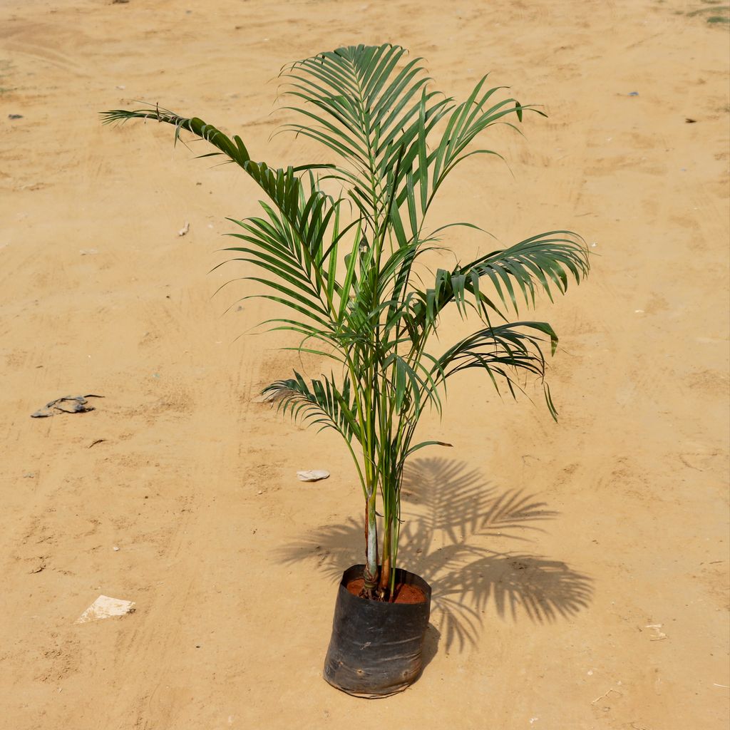 Areca Palm in 6 Inch Nursery pot