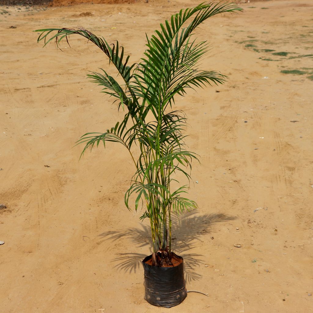 Areca Palm in 11 Inch Nursery Bag
