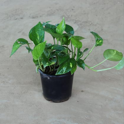 Buy Green Money Plant in 5 Inch Plastic Pot Online | Urvann.com