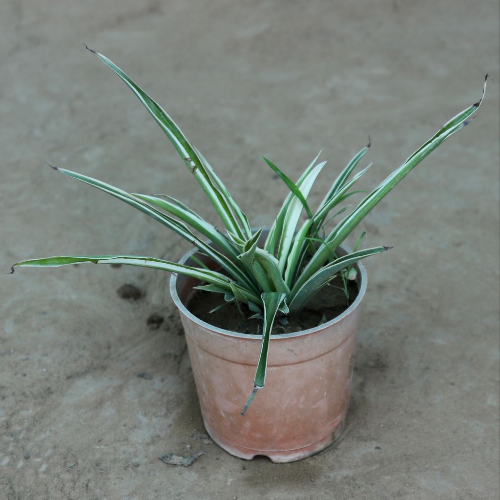 Spider Plant in 5 Inch Nursery Pot