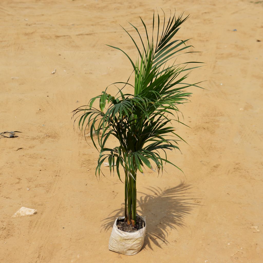 Areca Palm in 8 Inch Nursery Bag