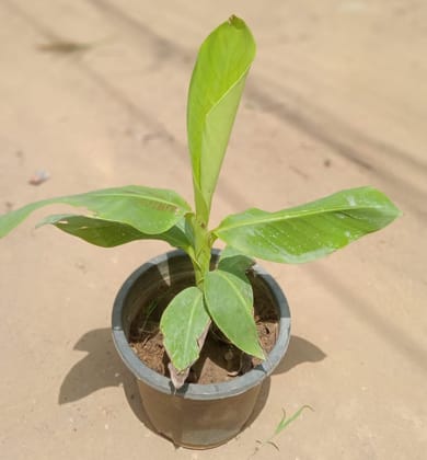 Buy Banana Plant in 8 Inch Plastic Pot Online | Urvann.com