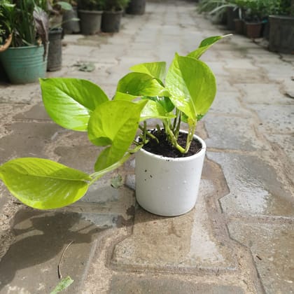 Buy Golden Money Plant in 4 Inch White Ceramic Planter Online | Urvann.com