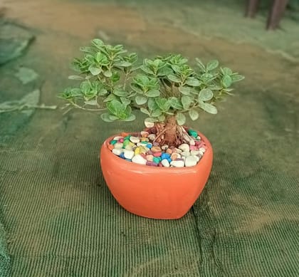 Buy Ficus Microcarpa Bonsai in 5 Inch Heart Shaped Ceramic Planter (Pot colour may vary) Online | Urvann.com