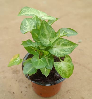 Buy Syngonium Green-White in 3.5 Inch Plastic Pot Online | Urvann.com