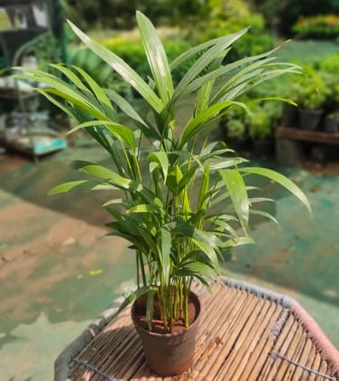 Buy Areca Palm in 6 Inch Plastic Pot Online | Urvann.com