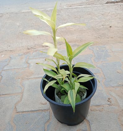 Buy Lucky Bamboo in 6 Inch Plastic Pot Online | Urvann.com