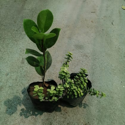 Buy Set Of 2 - Long Island Ficus And Jade Plant In 4 Inch Nursery Bag Online | Urvann.com