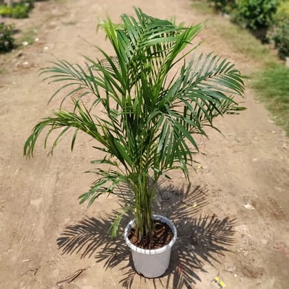 Buy Areca Palm (~4 Ft.)  in 10 Inch White Plastic Pot Online | Urvann.com