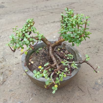 Buy Jade Bonsai in 10 Inch Cement Bowl Planter Online | Urvann.com