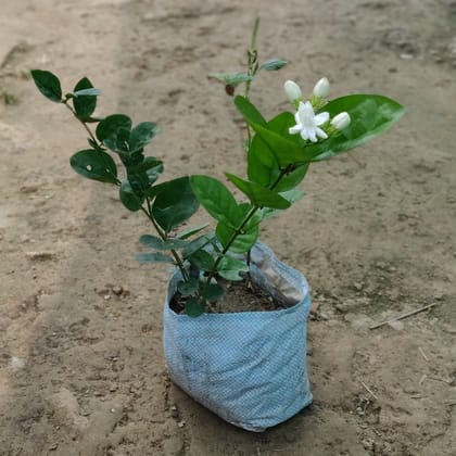 Buy Motia Jasmine in 8 Inch Nursery Bag Online | Urvann.com