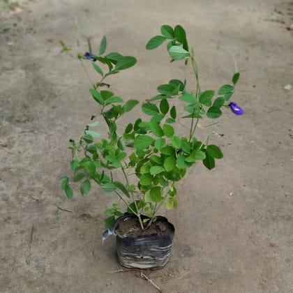 Buy Aparajita Blue in 4 inch Nursery Bag Online | Urvann.com