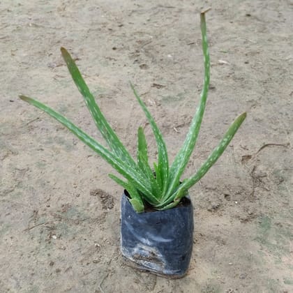 Buy Aloe Vera Plant in 4 inch Nursery Bag Online | Urvann.com