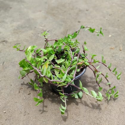Buy Turtle Vine in 4 Inch Plastic Pot Online | Urvann.com