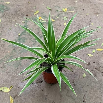 Buy Spider Plant in 4 Inch Plastic Pot Online | Urvann.com