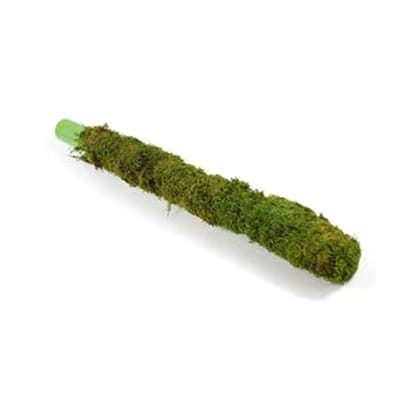 Buy 3 Feet Moss Stick Online | Urvann.com
