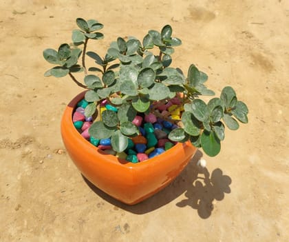 Buy Microcarpa Bosai in 5 Inch Ceramic Pot (Any colour ) Online | Urvann.com