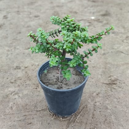 Buy Jade Thick Stem in 6 Inch Plastic Pot Online | Urvann.com