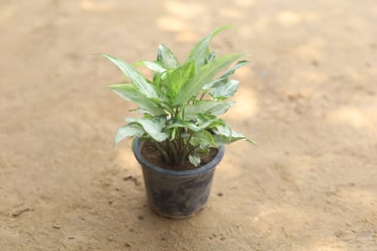 Buy Syngonium Green in 4 Inch Plastic Pot Online | Urvann.com