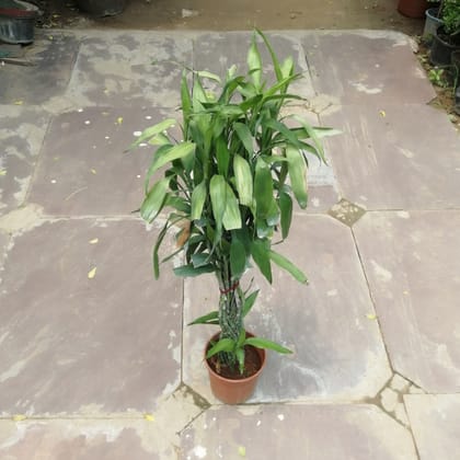 Buy Lucky Bamboo in 6 Inch Plastic Pot Online | Urvann.com