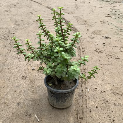 Buy Jade Plant (Thick Stem) in 4 Inch Plastic Pot Online | Urvann.com