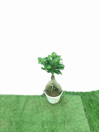 Buy Bonsai in 4 Inch Plastic Pot Online | Urvann.com