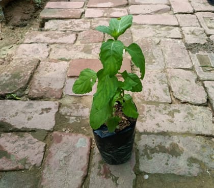 Buy Peppermint in 3 Inch Nursery Bag Online | Urvann.com