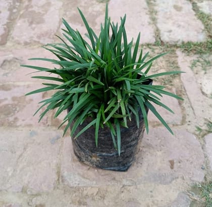 Buy Black grass in 3 Inch Nursery Bag Online | Urvann.com