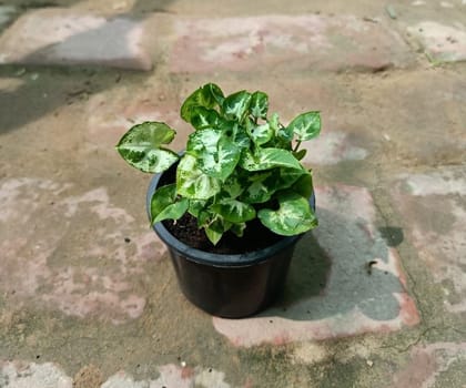 Buy Syngonium mini in 3 Inch Nursery Pot Online | Urvann.com