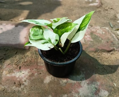 Buy Money plant marble in 3 Inch Nursery Pot Online | Urvann.com