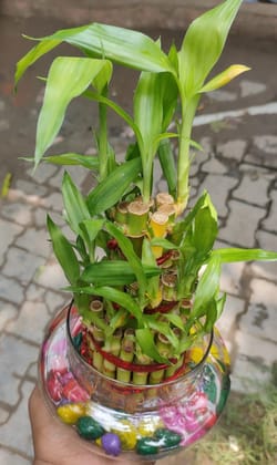 Buy Lucky Bamboo (3Layer) in 4 Inch Glass Pot Online | Urvann.com