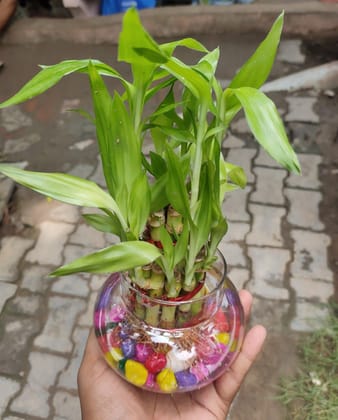 Buy Lucky Bamboo (2Layer) in 4 Inch Glass Pot Online | Urvann.com