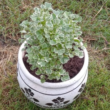 Buy Aralia in 8 Inch Ceramic Pot Online | Urvann.com