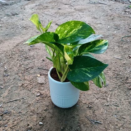 Buy Money Plant in 4 Inch Ceramic Pot Online | Urvann.com