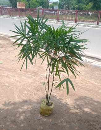 Buy Buddha Belly Bamboo in 8 Inch Nursery Bag Online | Urvann.com