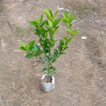 Buy Nimbu / Lemon Plant in 4 Inch Nursery Bag Online | Urvann.com