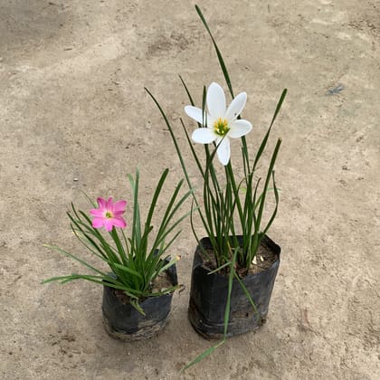 Buy Set of 2 - Rain Lily (Pink, White) in 5 Inch Nursery Bag Online | Urvann.com