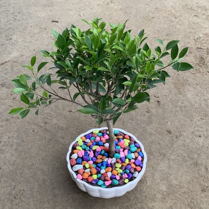 Buy Ficus Bonsai in 10 Inch White Bonsai Ceramic Planter Online | Urvann.com