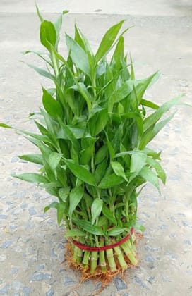 Buy Lucky Bamboo ( 5 layer) in with glass pot Online | Urvann.com
