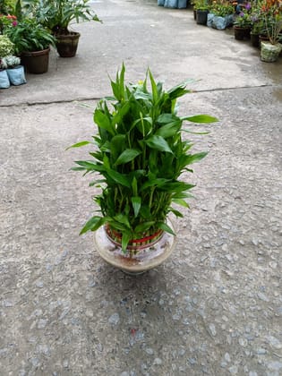 Buy Lucky Bamboo in Glass Pot Online | Urvann.com