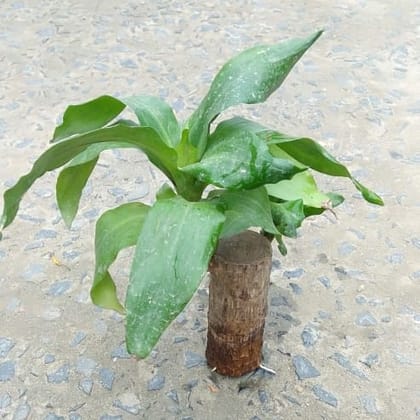 Buy Bamboo( 4 Inch) in with glass pot Online | Urvann.com