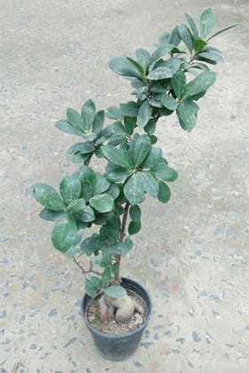 Buy Ficus Bonsai in 4 Inch Plastic Pot Online | Urvann.com