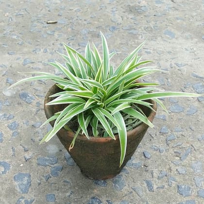 Spider Plant in 4 Inch Clay Pot