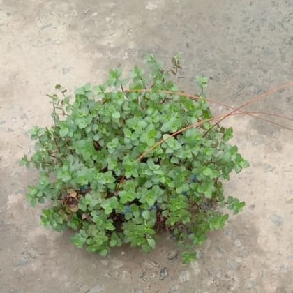 Buy Turtle vine in 6 Inch Hanging Fiber Pot Online | Urvann.com