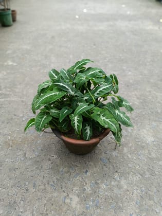 Buy Syngonium Wendelandii in 5 Inch Clay Pot Online | Urvann.com