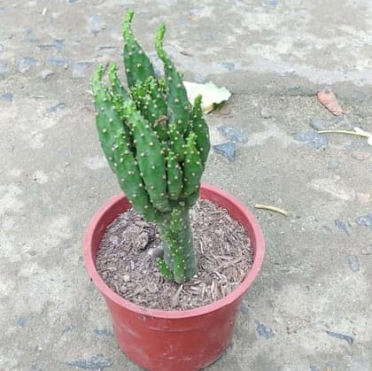 Buy Cactus in 2 Inch Plastic Pot Online | Urvann.com
