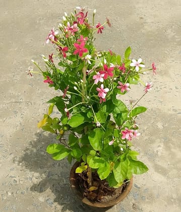 Buy Combretum / Rangoon creeper in 7 Inch Clay Pot Online | Urvann.com