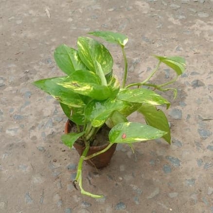 Money Plant in 2 Inch Clay Pot